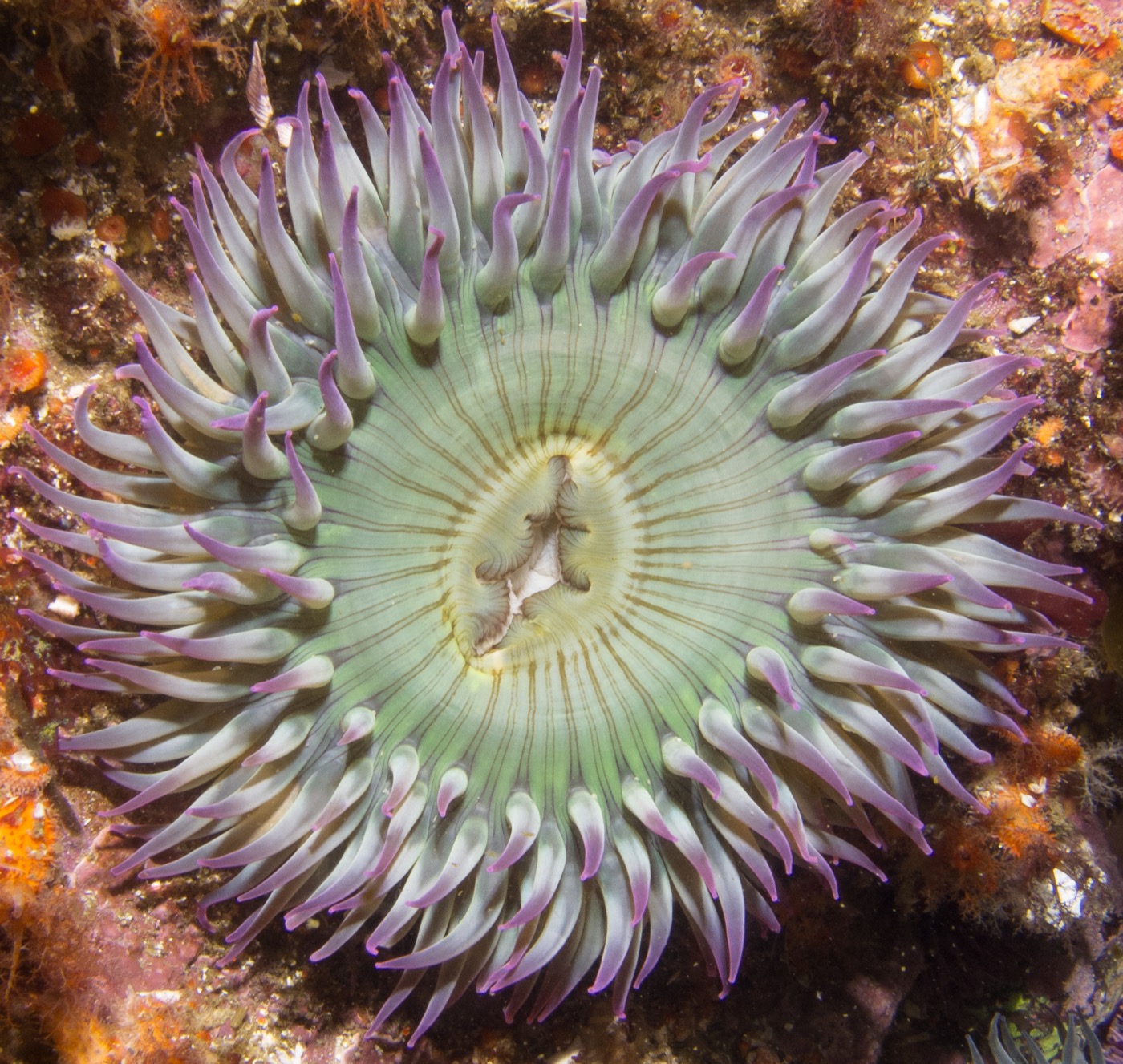 Aggregating anemone