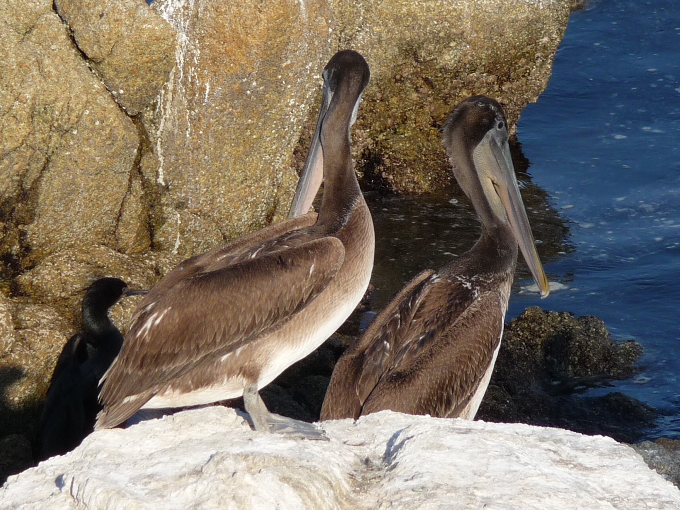 California brown pelican