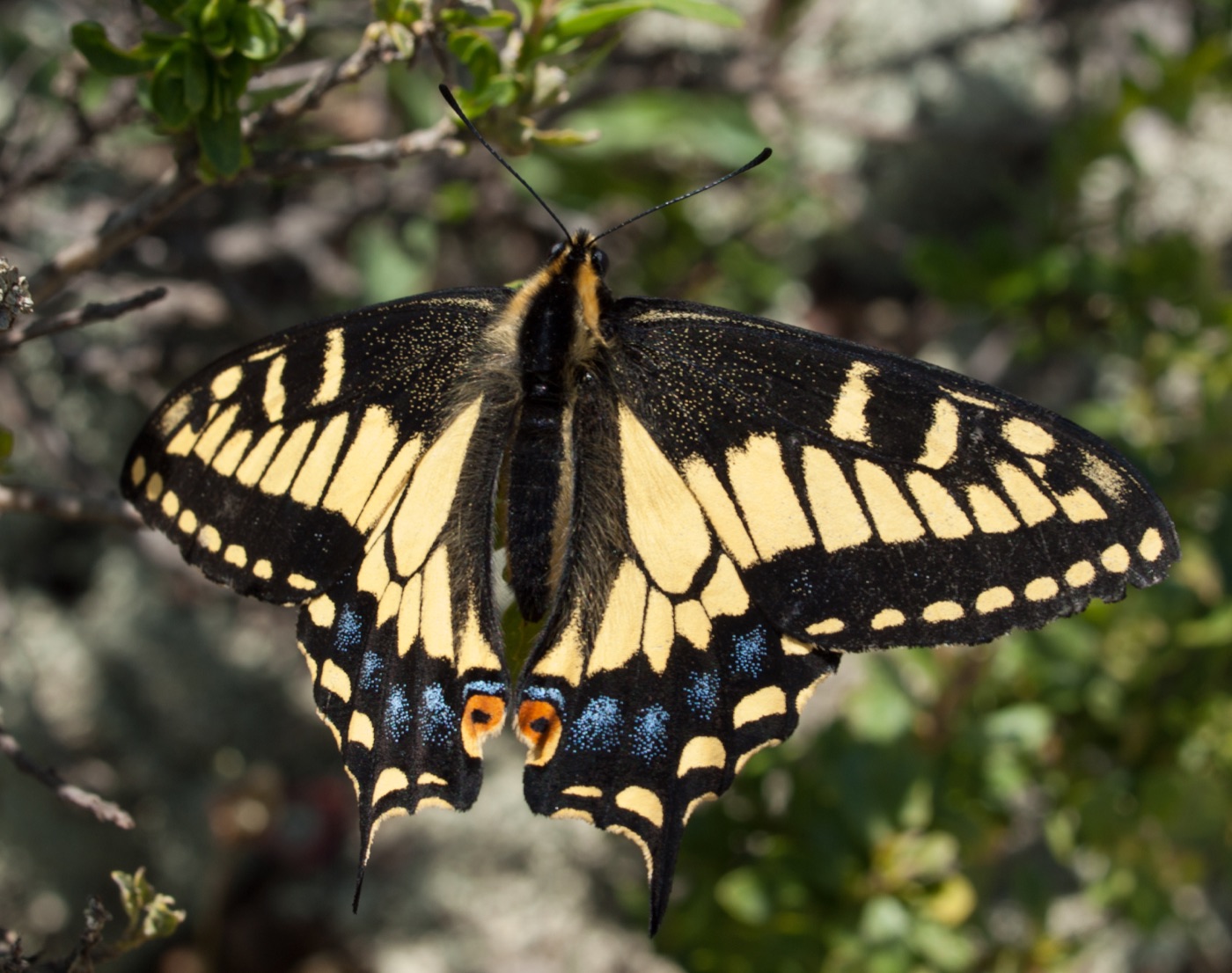 Anise swallowtail with open black and yellow wings and blue accents