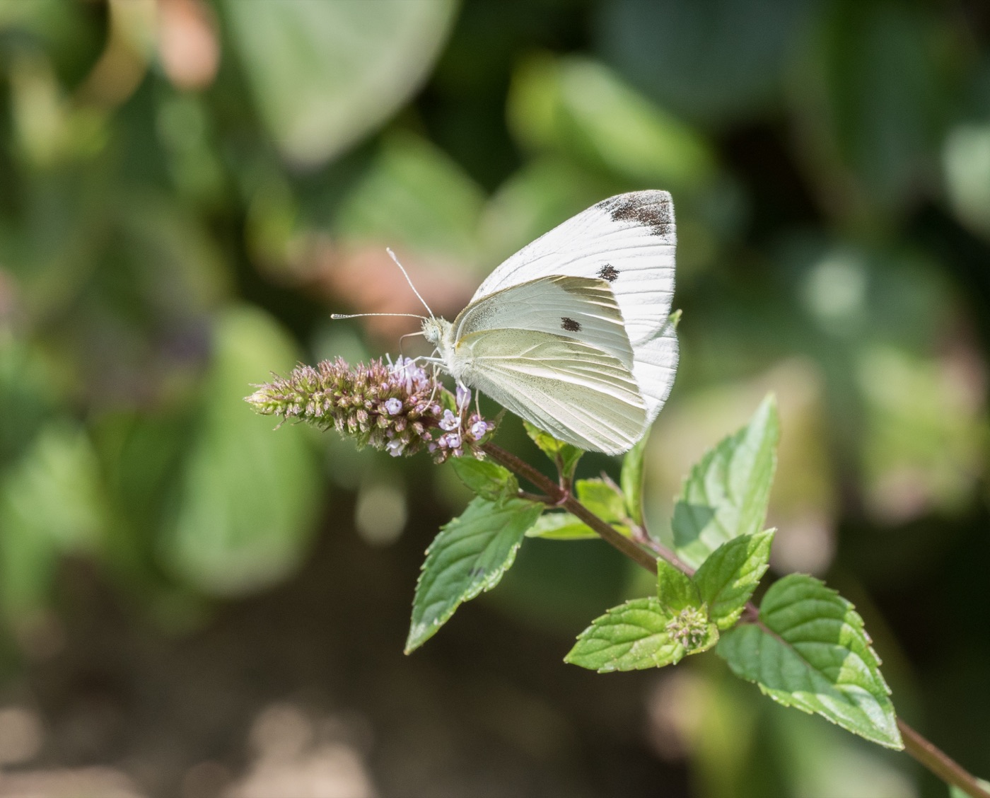 White cabbage butterfly feeding on a small purple flower
