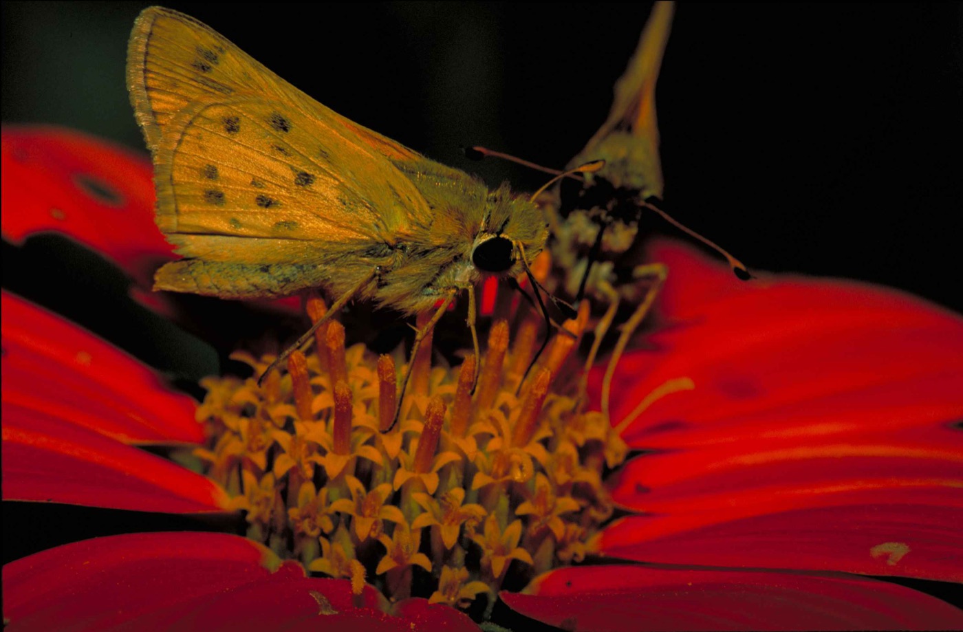 Small golden-orange fiery skipper feeding on a red flower