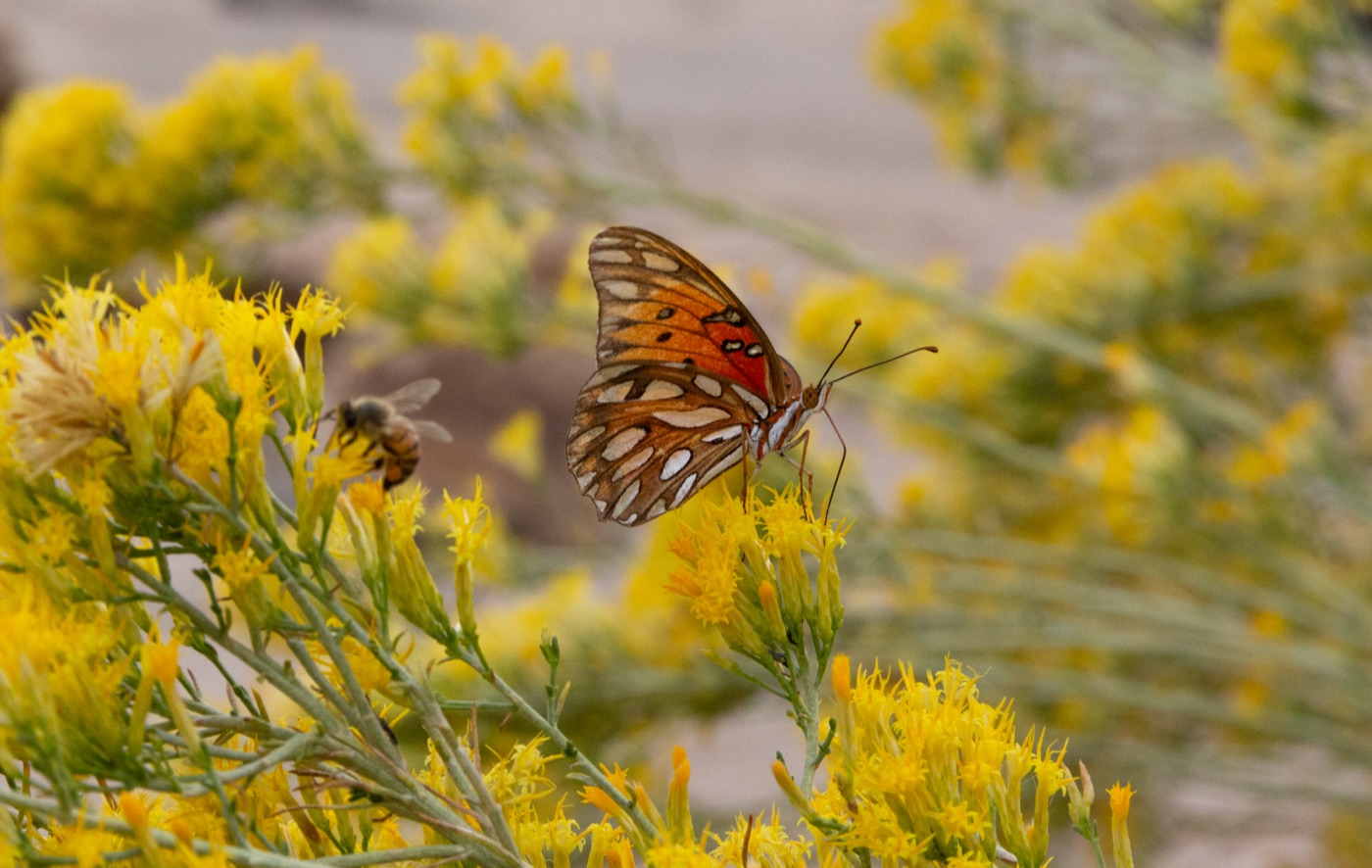 Gulf fritillary showing silver-spotted underwings while feeding on yellow flowers