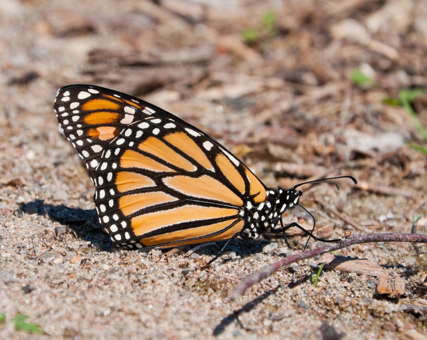 Side view of an orange and black monarch butterfly resting on the ground