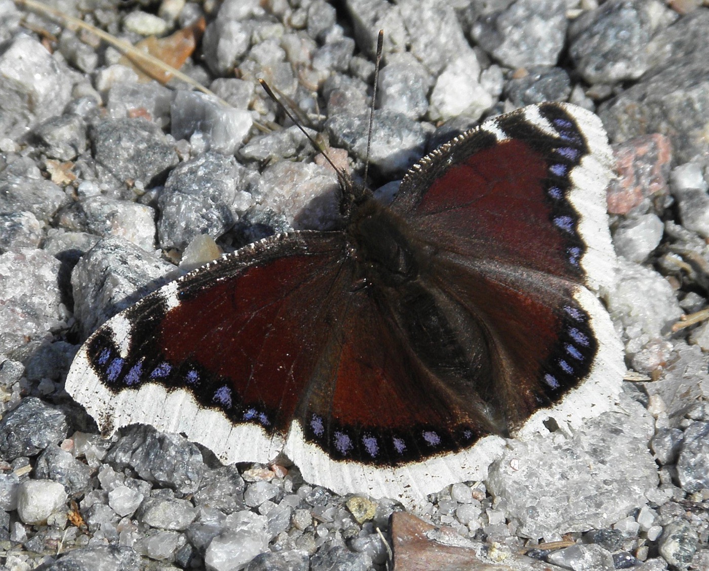 Mourning cloak butterfly spreading dark maroon wings edged with blue and cream