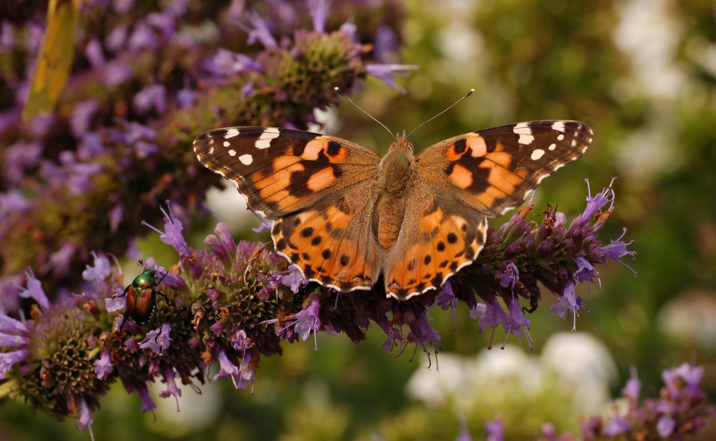 Painted lady butterfly with open orange, black, and white patterned wings