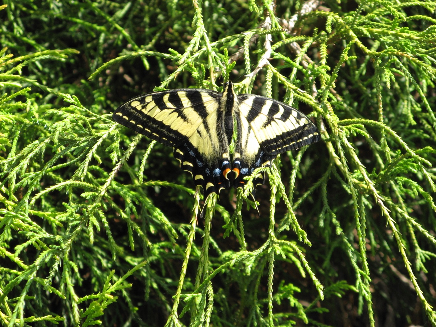 Western tiger swallowtail with open yellow and black striped wings
