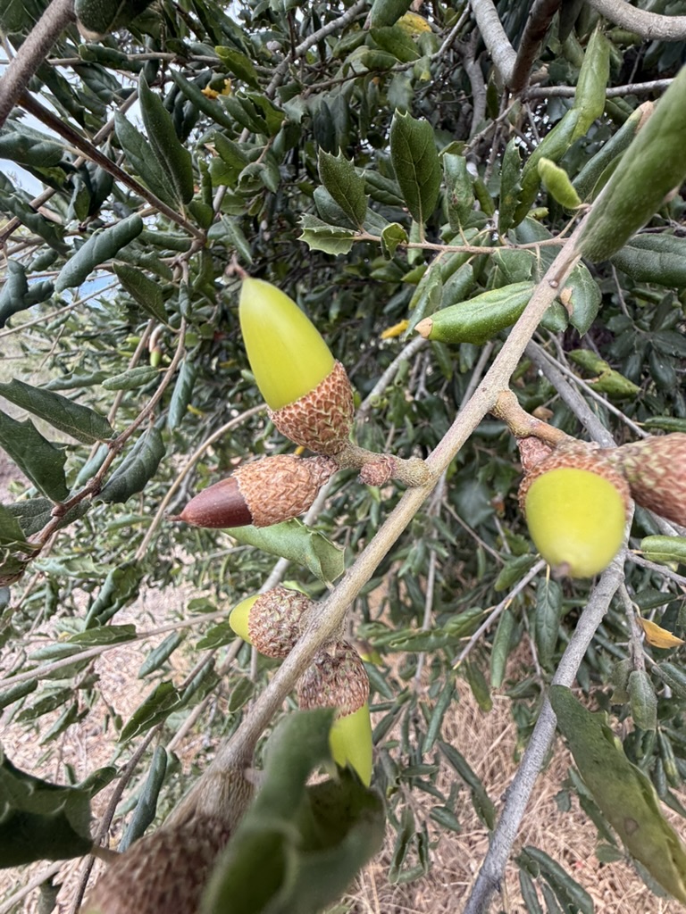 Coast Live Oak