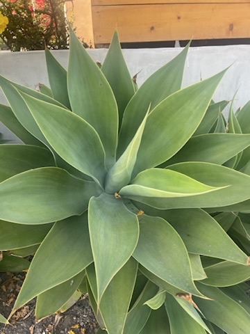 Foxtail agave photographed by Stuart Schonwetter