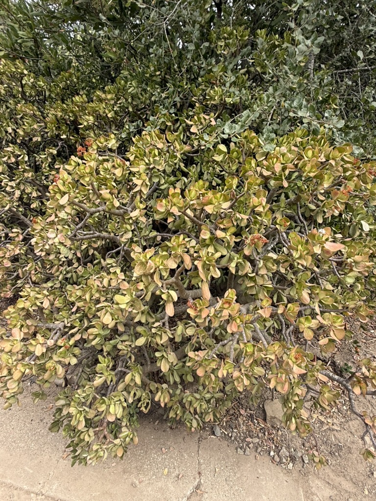 Jade plant photographed in a local garden