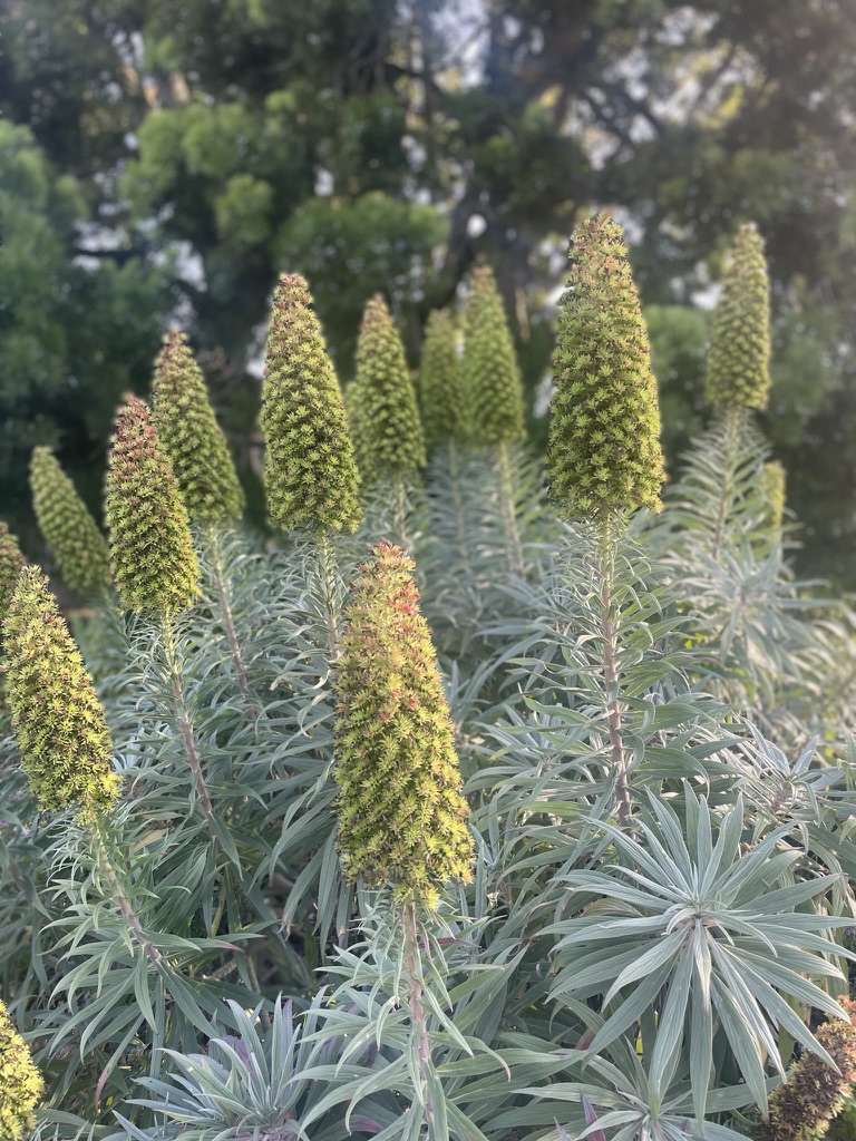 Pride of Madeira after flowering, photographed by Stuart Schonwetter