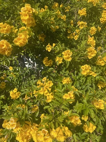 Yellow flowering shrub photographed by Stuart Schonwetter